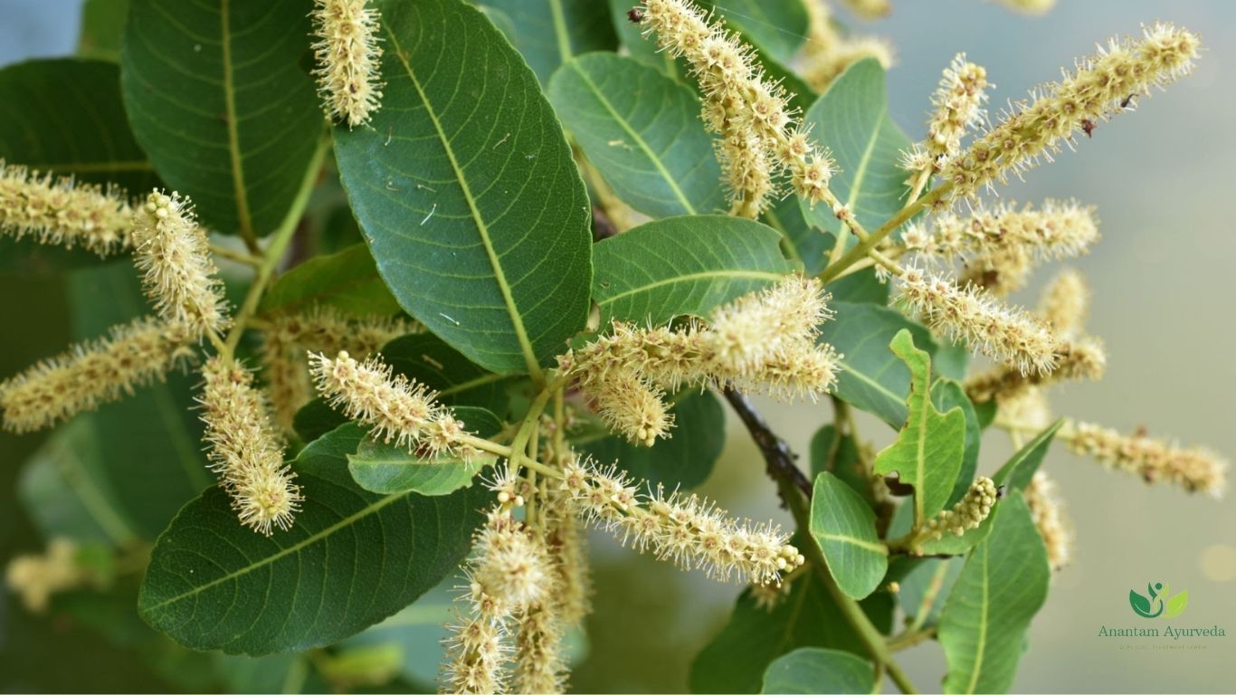 Terminalia Arjuna