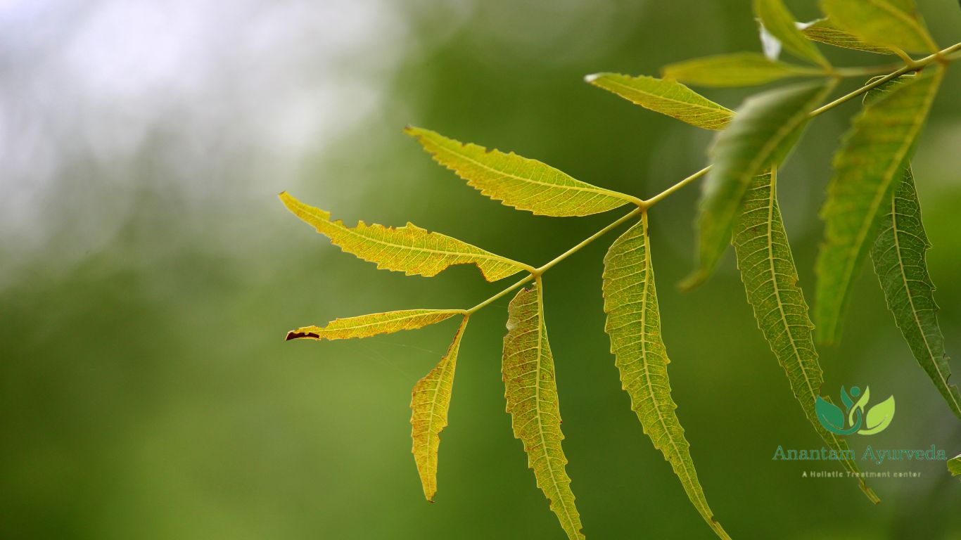 Boiled Neem Leaves Water