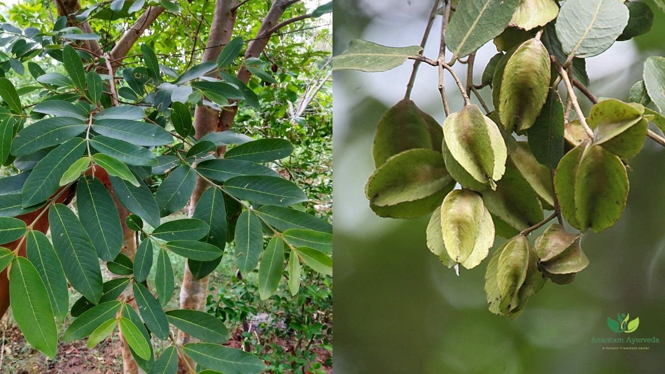 Terminalia Arjuna