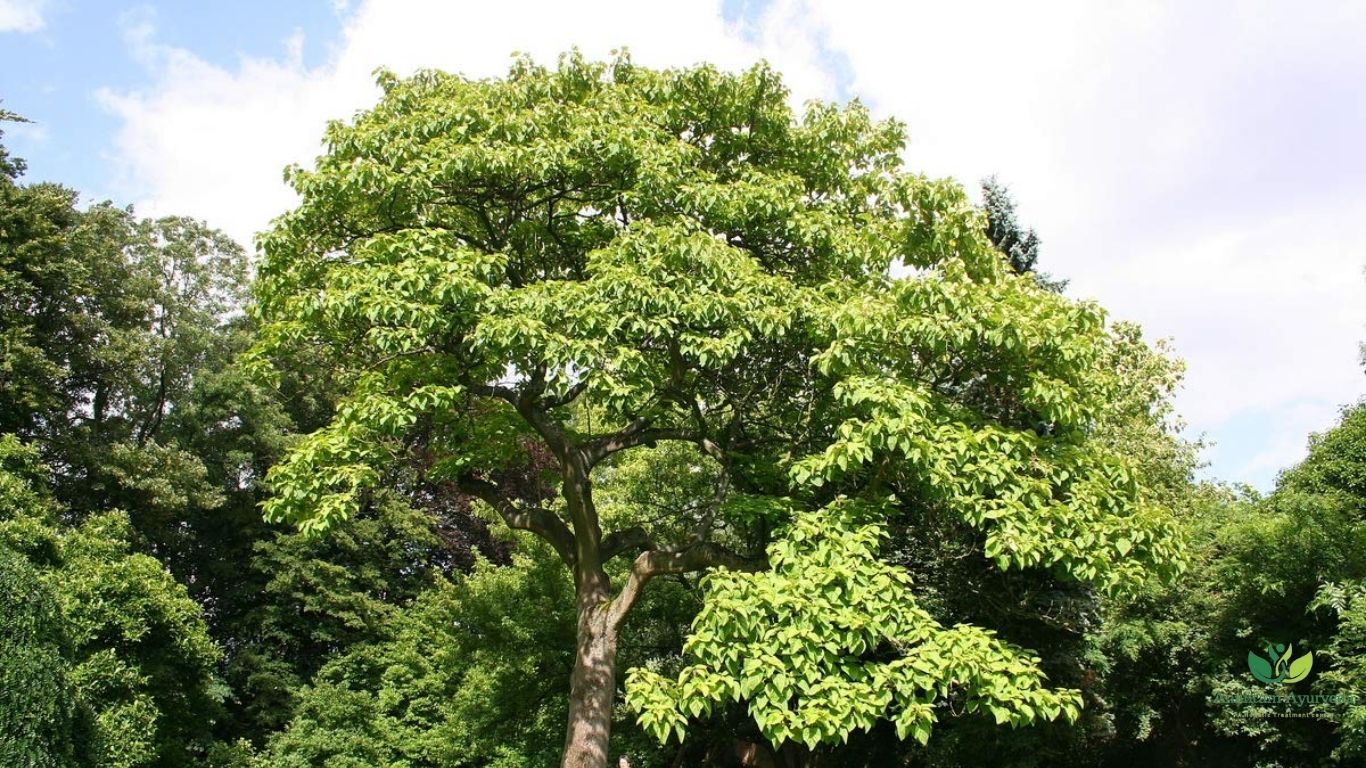 Terminalia Arjuna