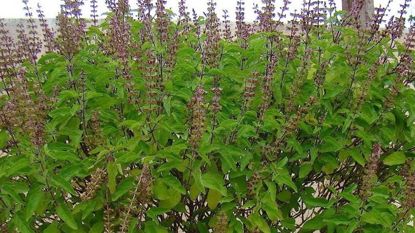 Ayurvedic Herbs and Remedies Tulsi