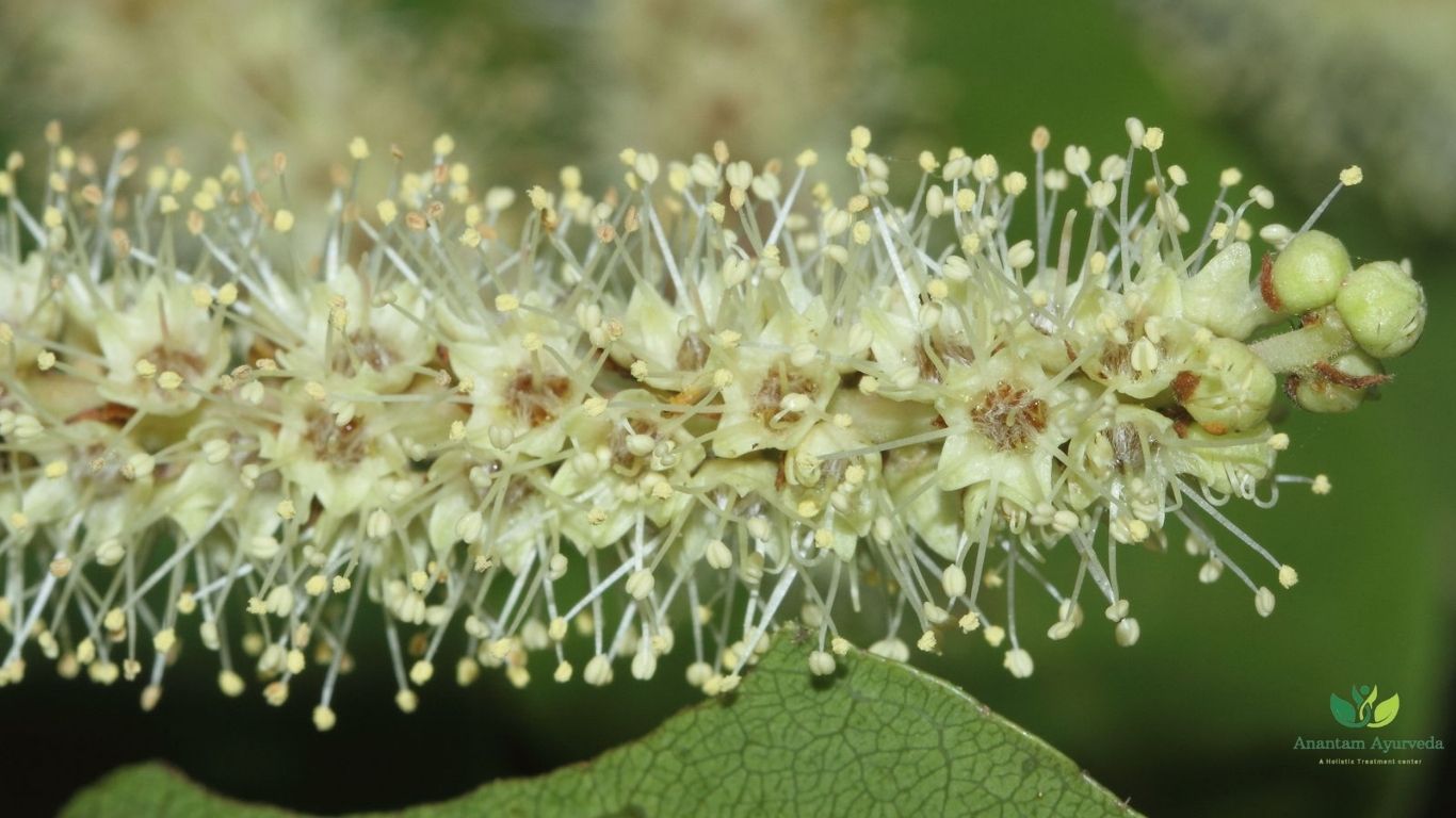 Terminalia Arjuna