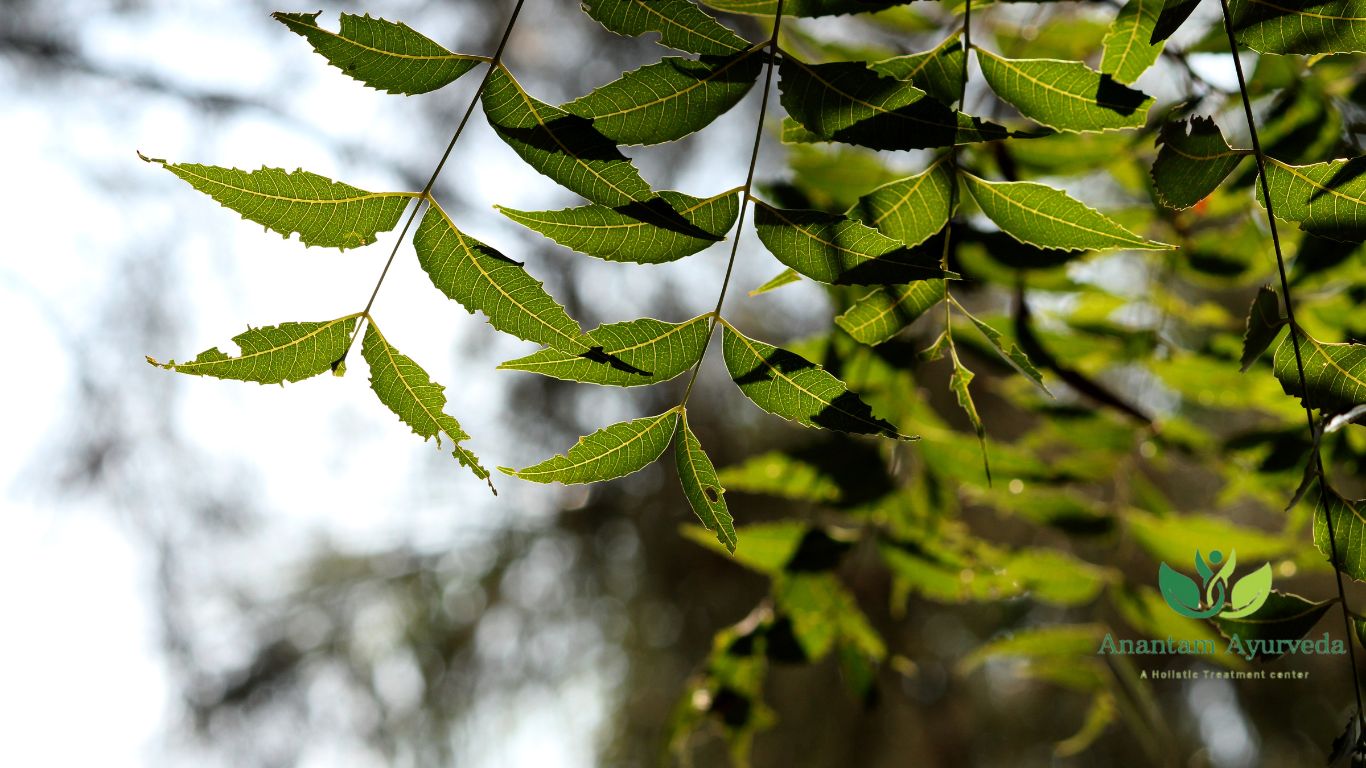 Boiled Neem Leaves Water