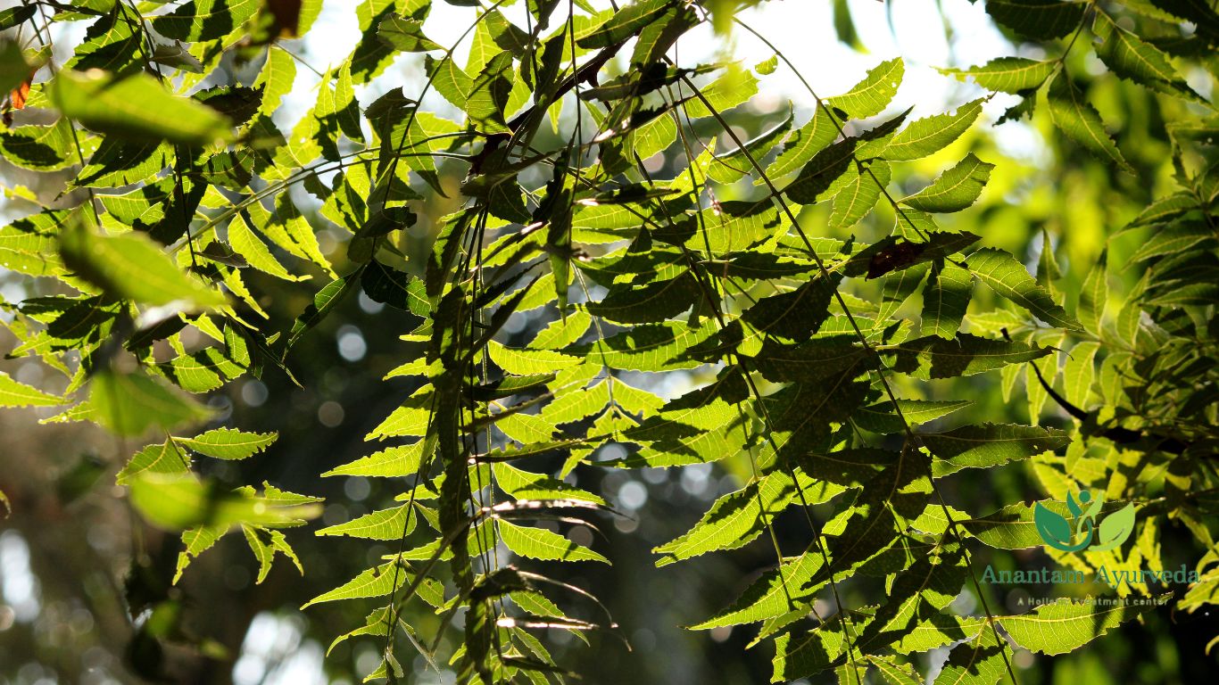 Boiled Neem Leaves Water