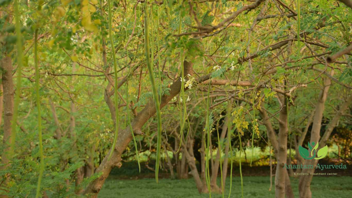 Sahjan (Drumstick) Moringa Oleifera