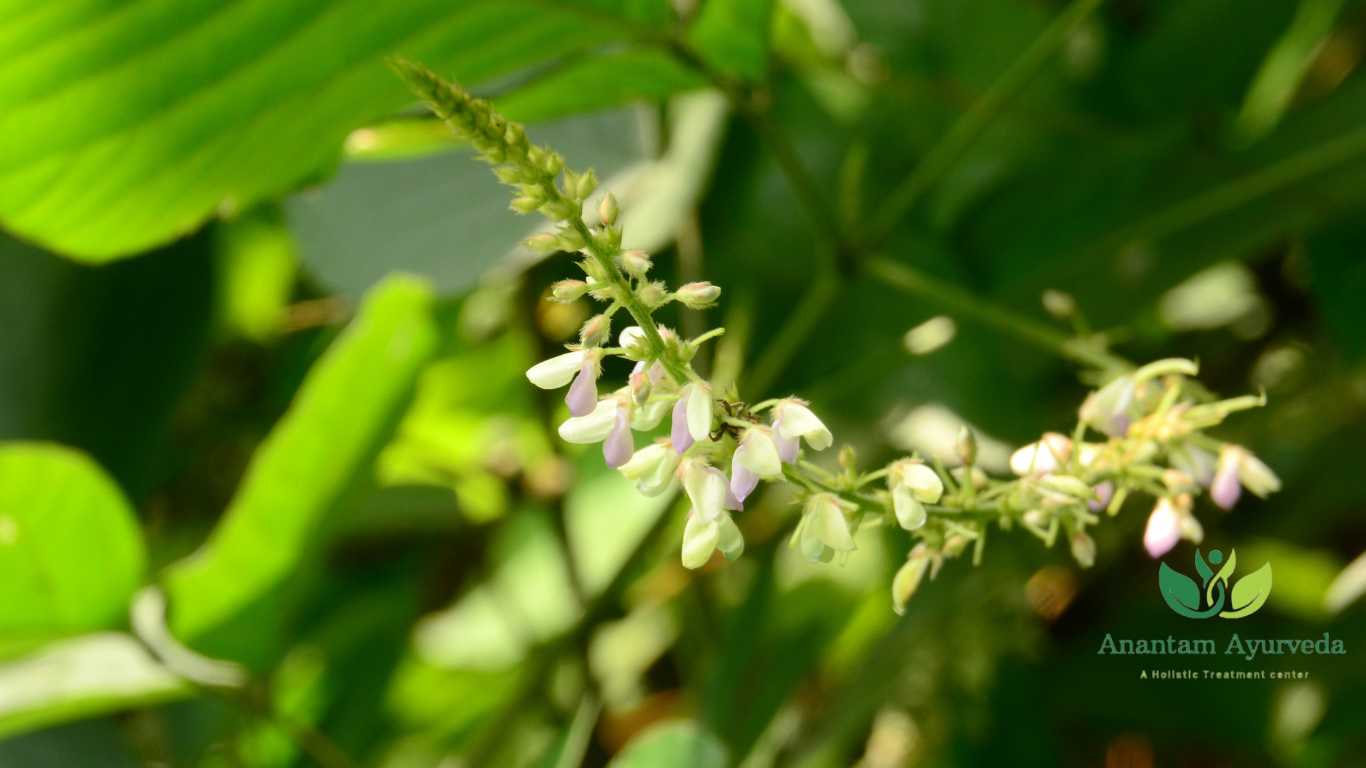 Desmodium gangeticum