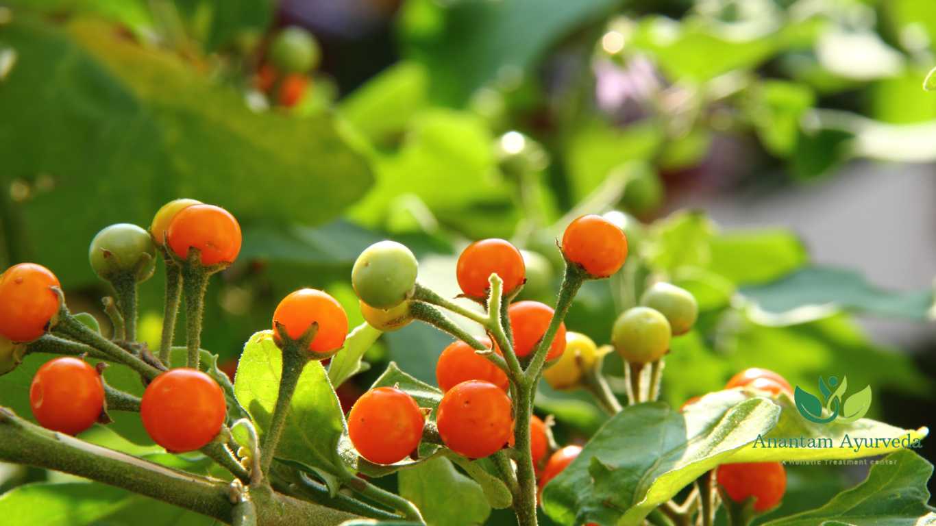 Brihati (Solanum indicum)