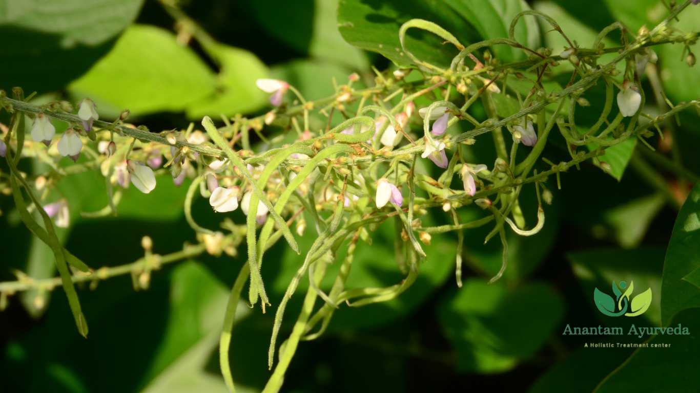 Shalparni (Desmodium gangeticum)