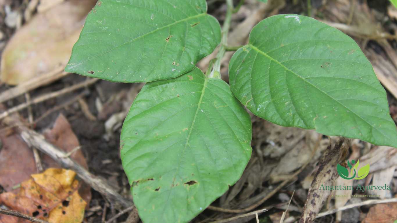 Desmodium gangeticum