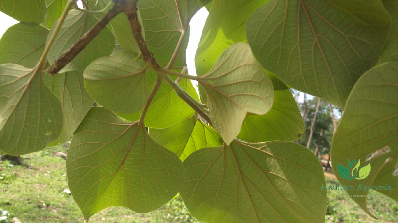 Gambhari (Gmelina arborea)