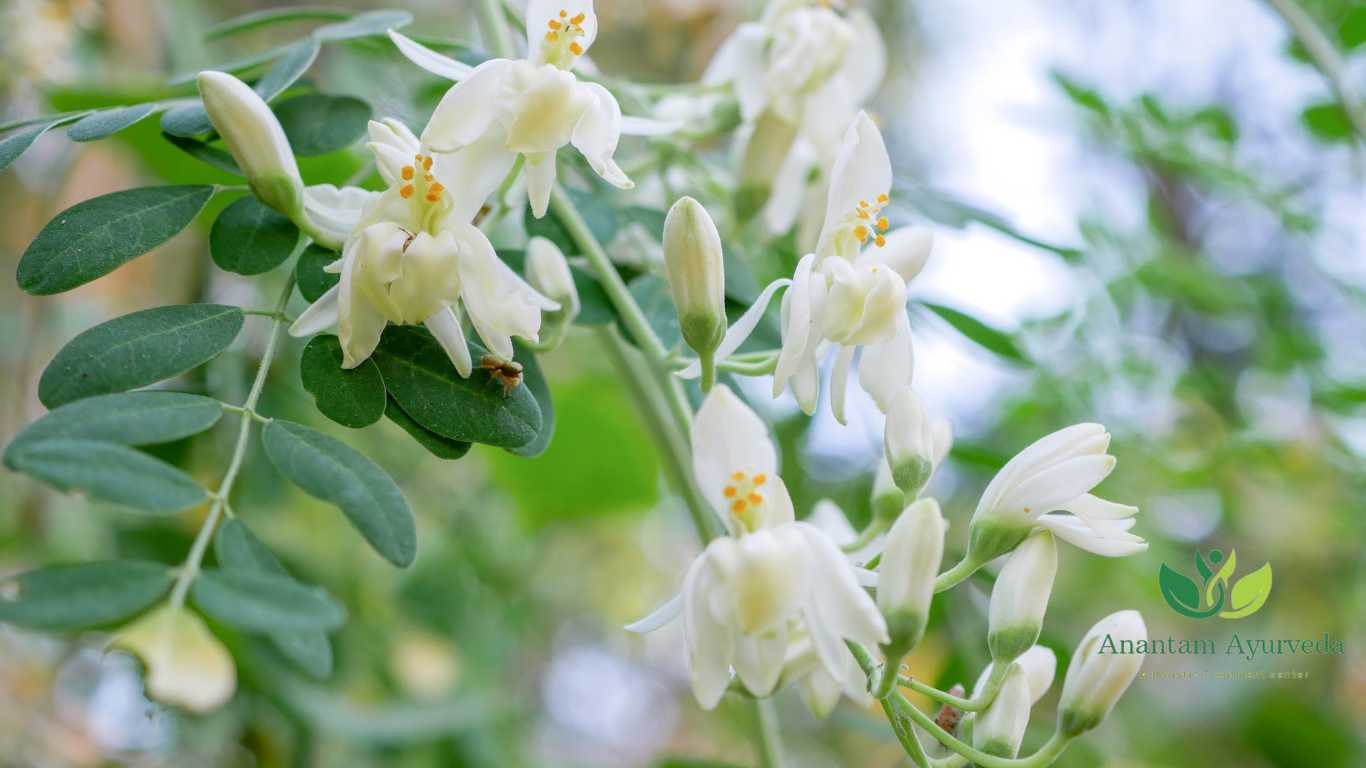 Moringa Oleifera