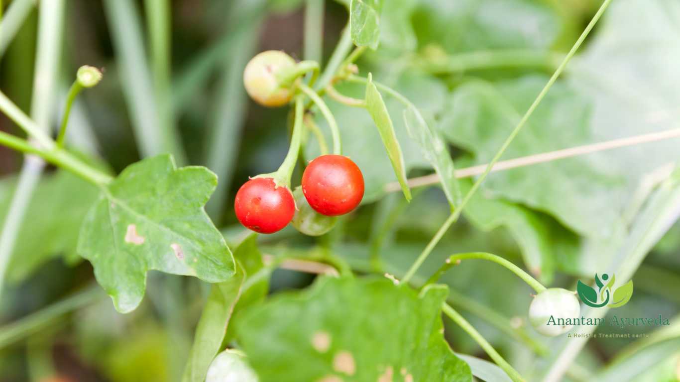 Brihati (Solanum indicum)