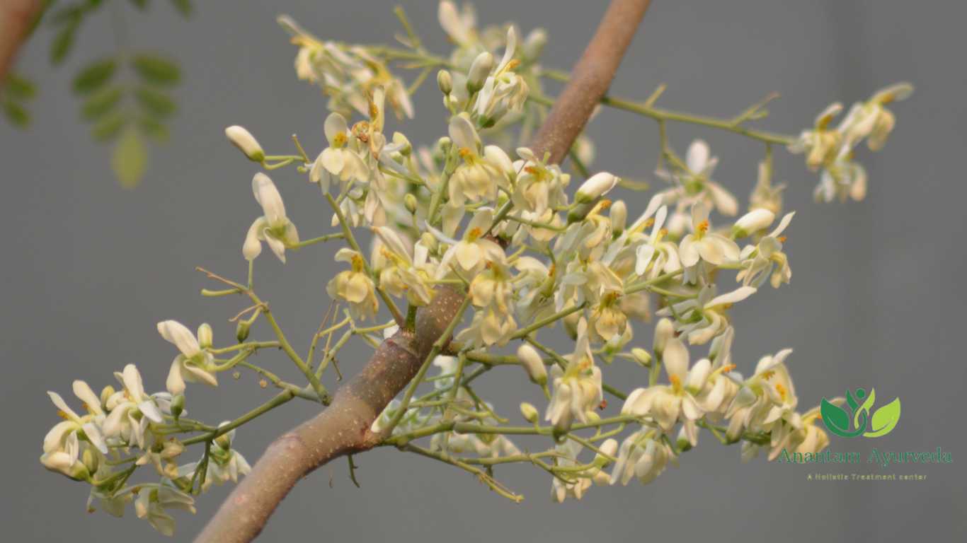 Moringa Oleifera