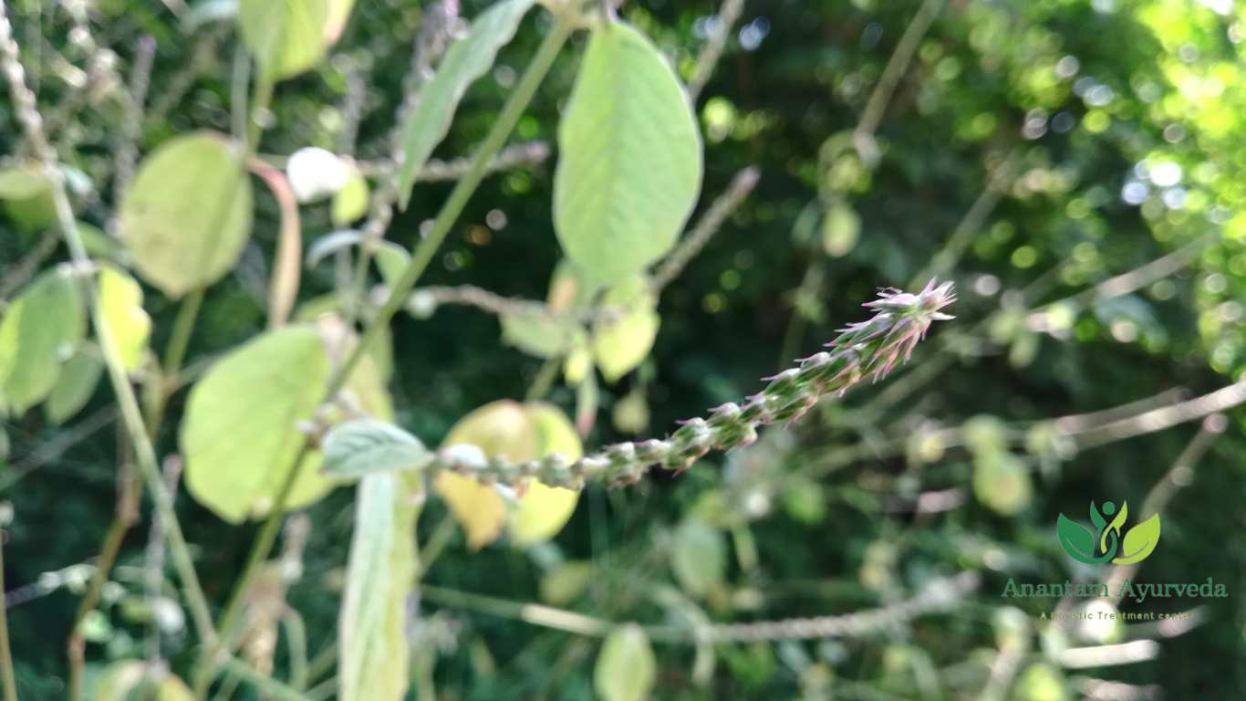 Apamarg (Achyranthes aspera)