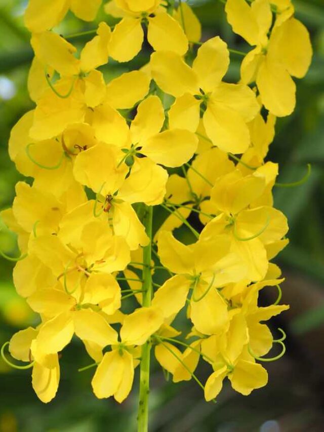 Health Benefits Of Amaltas Cassia Fistula Anantam Ayurveda