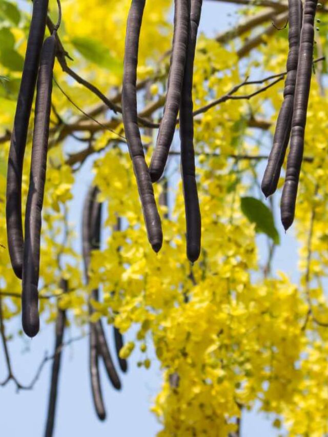 How To Use Amaltas Cassia Fistula Anantam Ayurveda