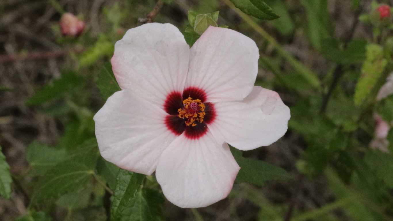 Hrivera (Pavonia odorata)