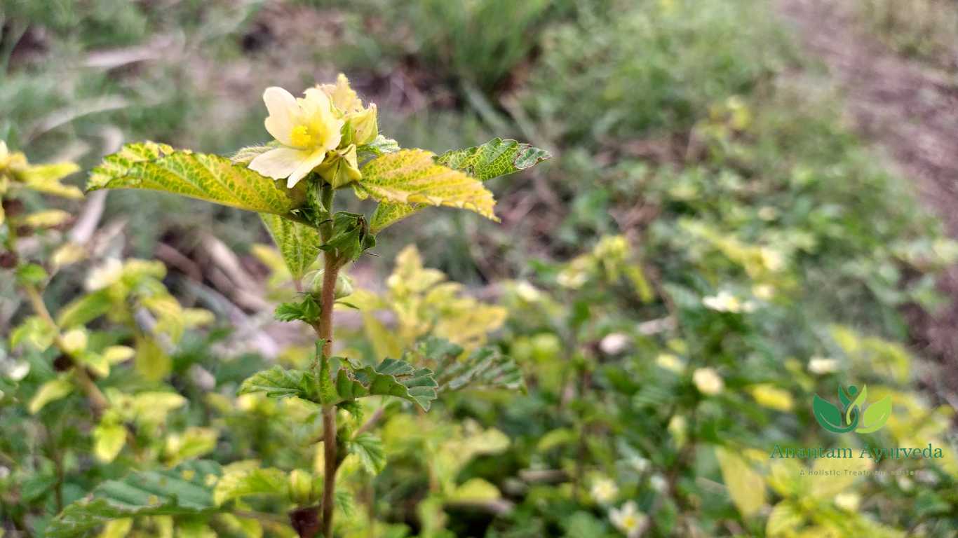 Bala (Sida Cordifolia)