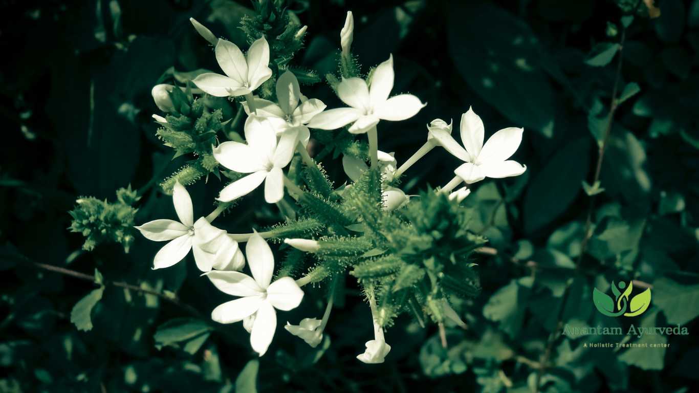 Chitrak (Plumbago zeylanica)