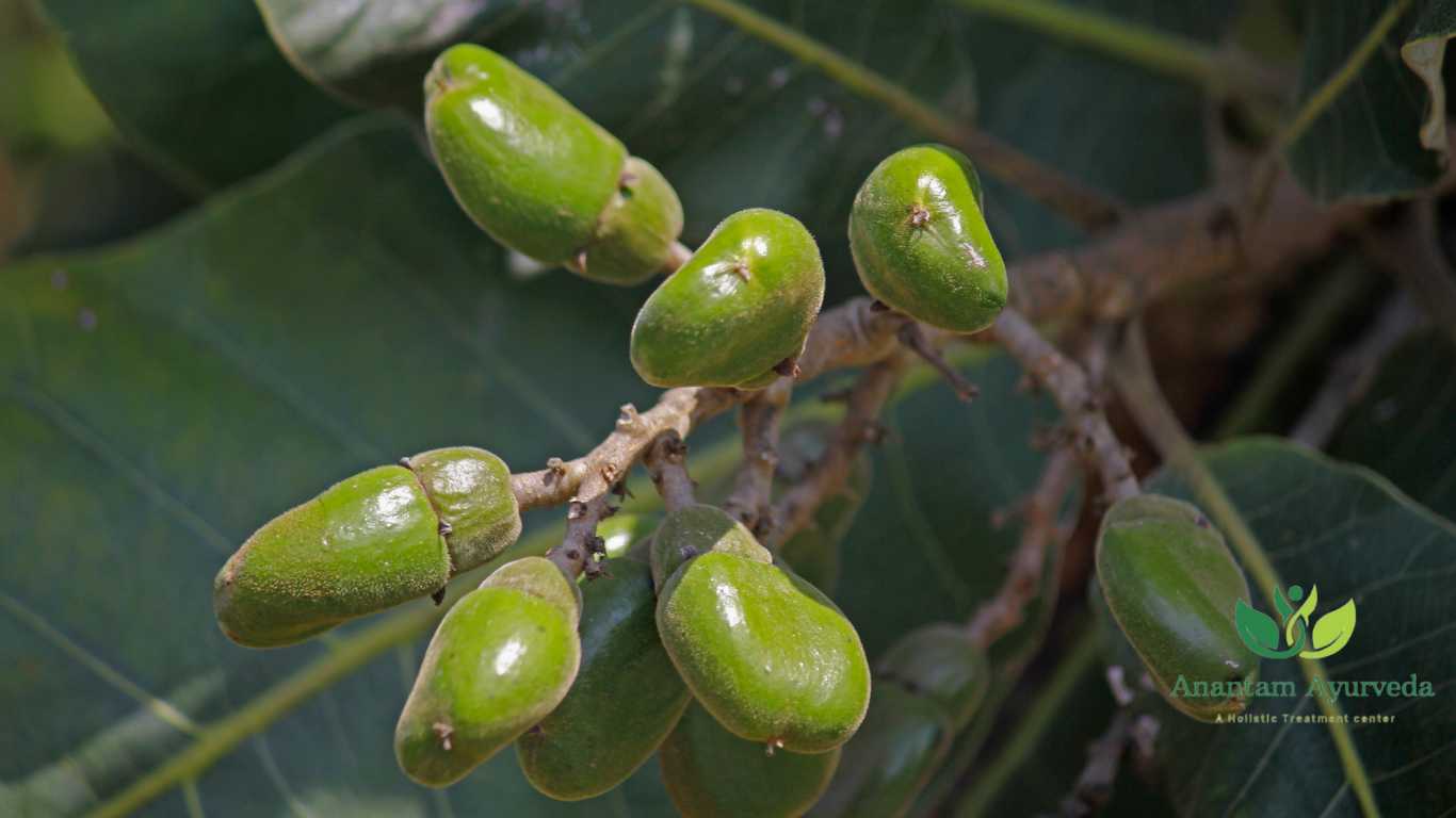 Bhallataka (Semecarpus anacardium)