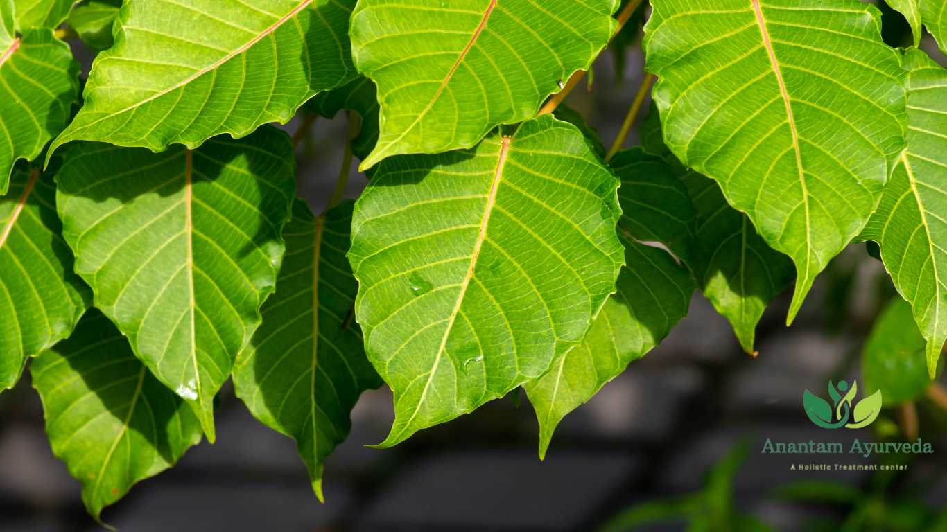 Aswatha (Ficus Religiosa)