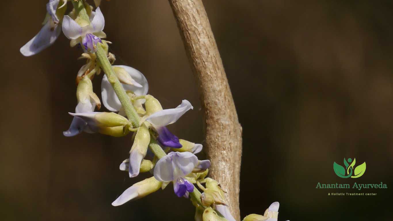 Vidarikand (Pueraria tuberosa)