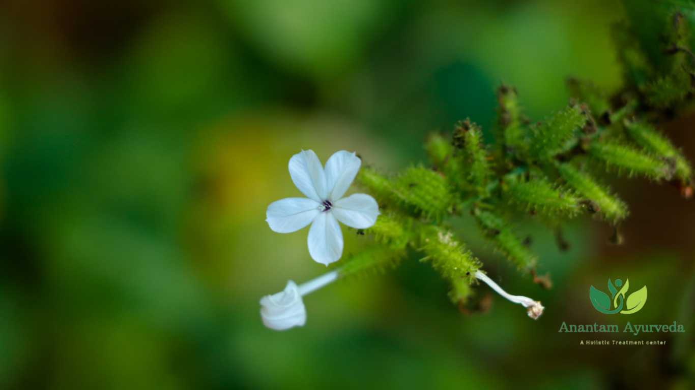 Chitrak (Plumbago zeylanica)