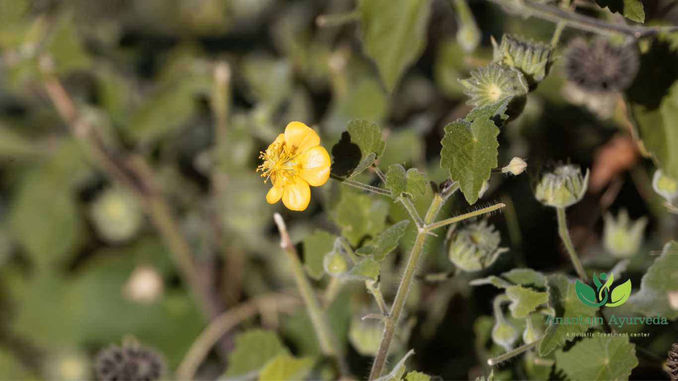 Bala (Sida Cordifolia)