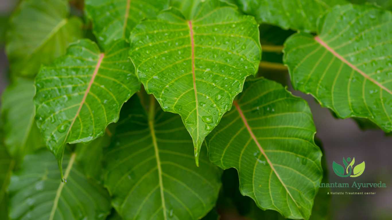 Aswatha (Ficus Religiosa)