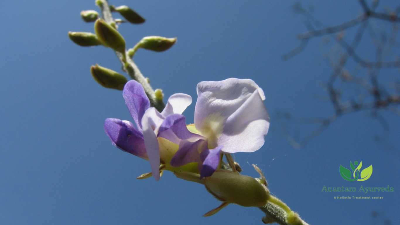 Vidarikand (Pueraria tuberosa)