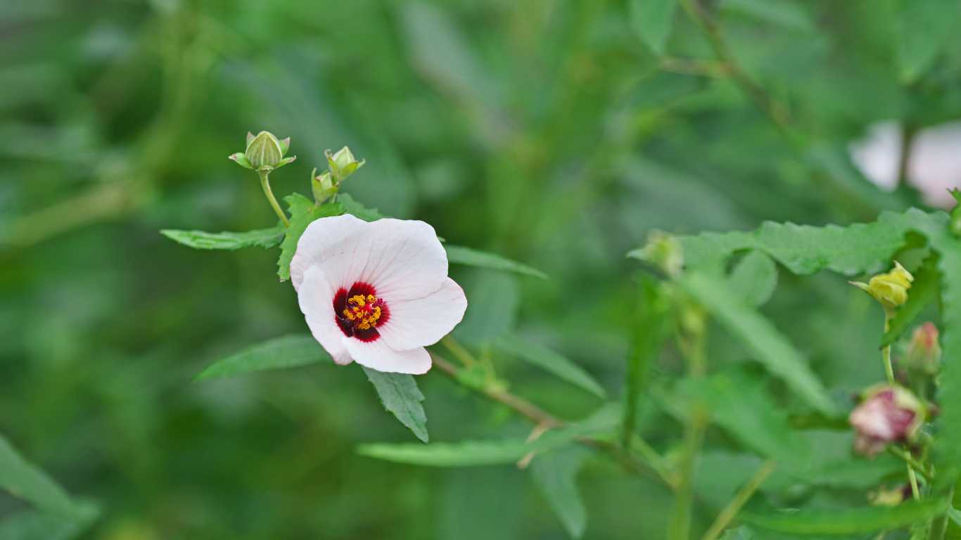 Pavonia odorata