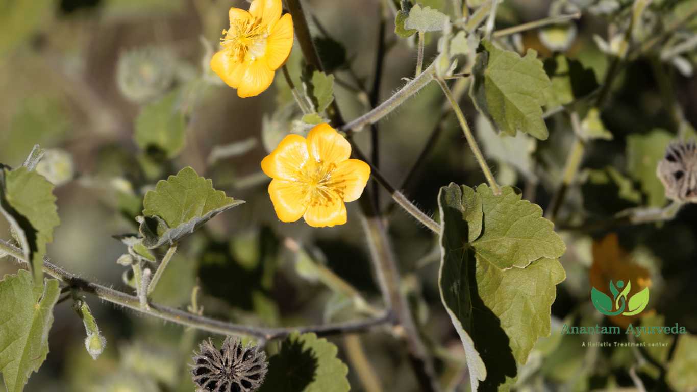 Bala (Sida Cordifolia)