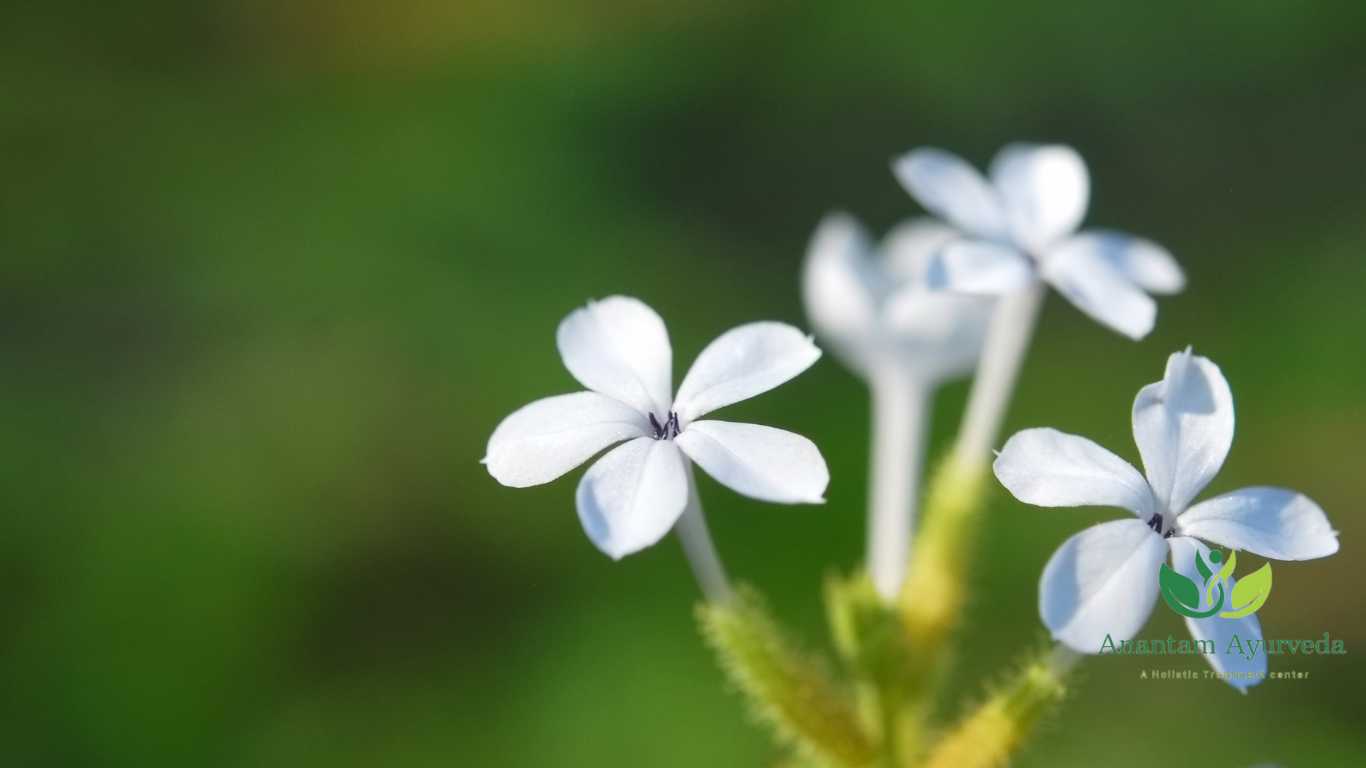 Plumbago zeylanica