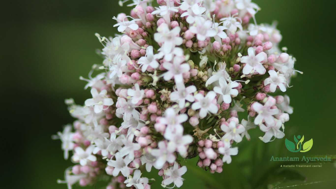 Dashang Lep Tagara (Valeriana wallichii)