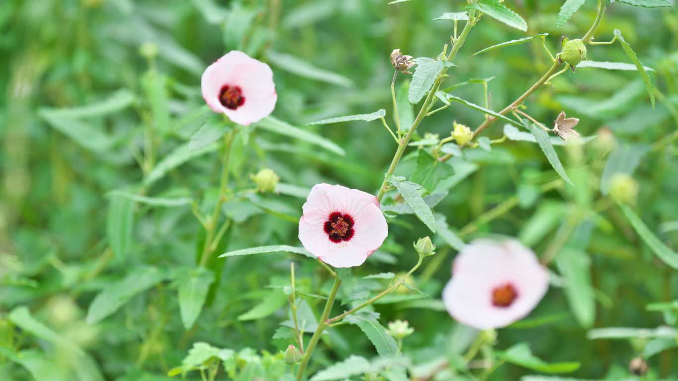 Hrivera (Pavonia odorata)