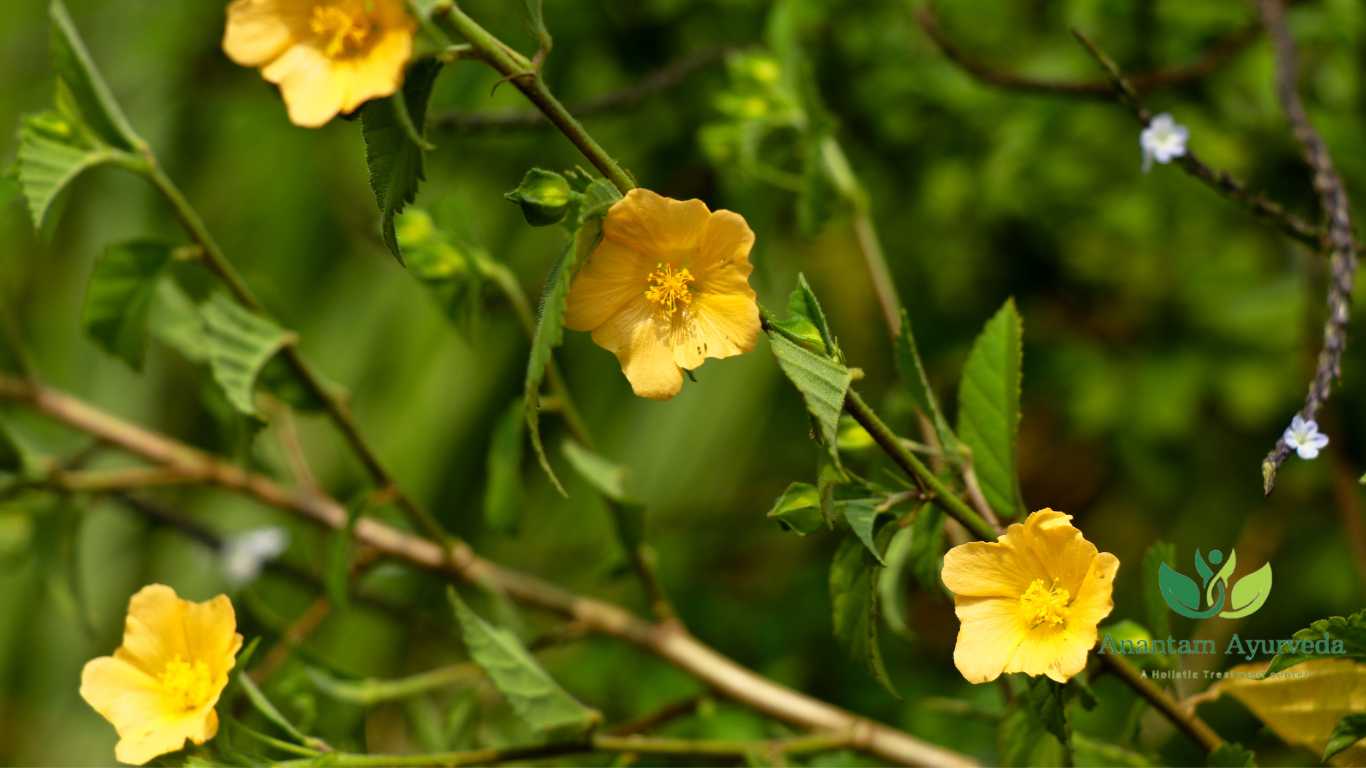 Bala (Sida Cordifolia)