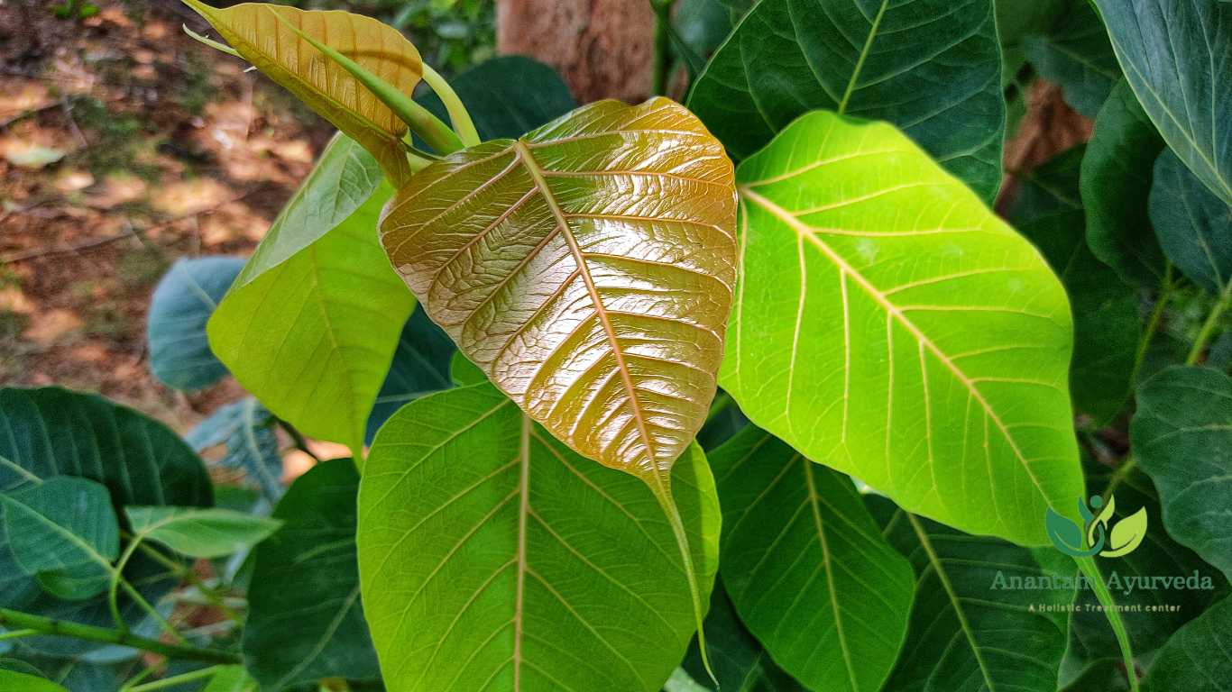 Ficus Religiosa