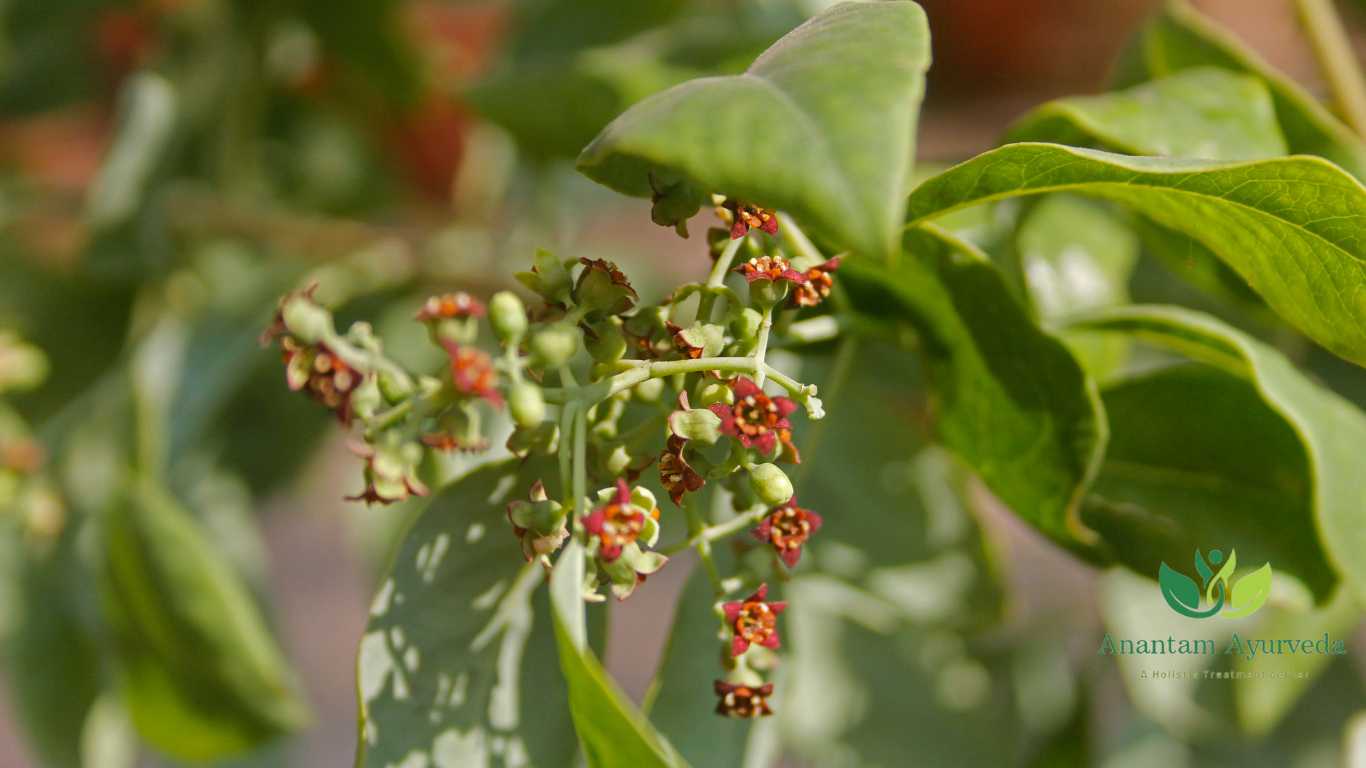 Raktachandnam (Pterocarpus santalinus)