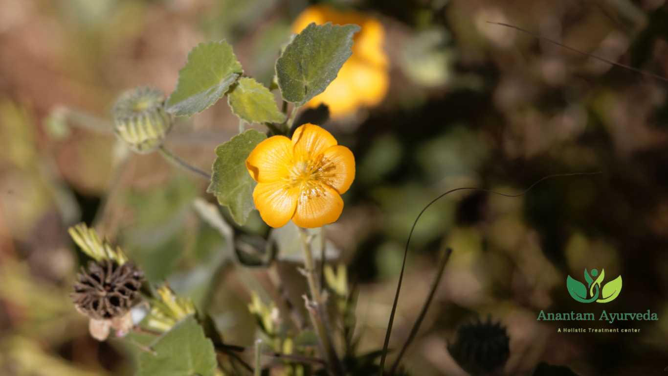 Bala (Sida Cordifolia)