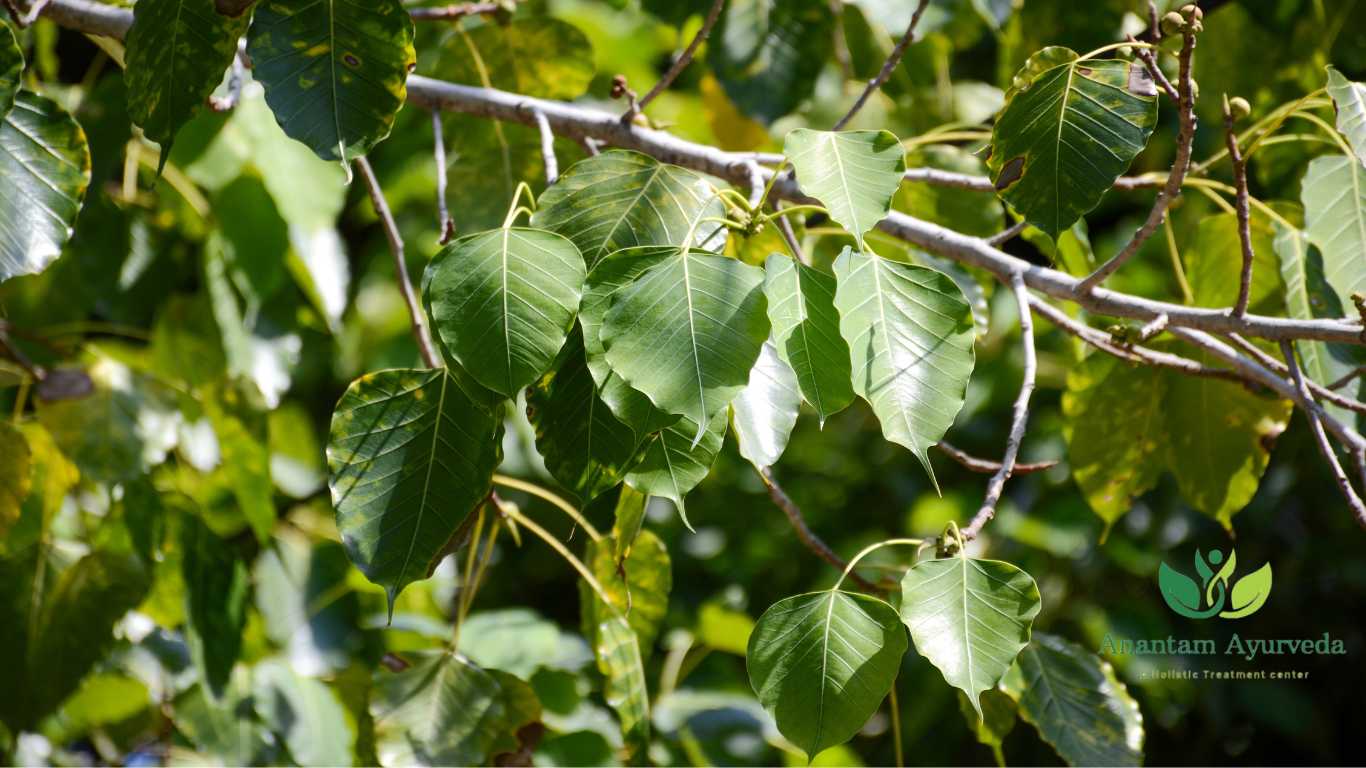 Aswatha (Ficus Religiosa)