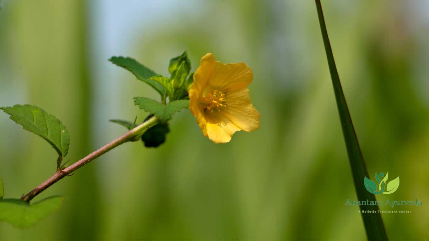 Bala (Sida Cordifolia)