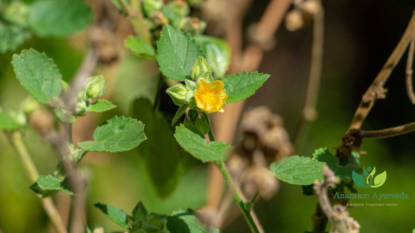 Bala (Sida Cordifolia)