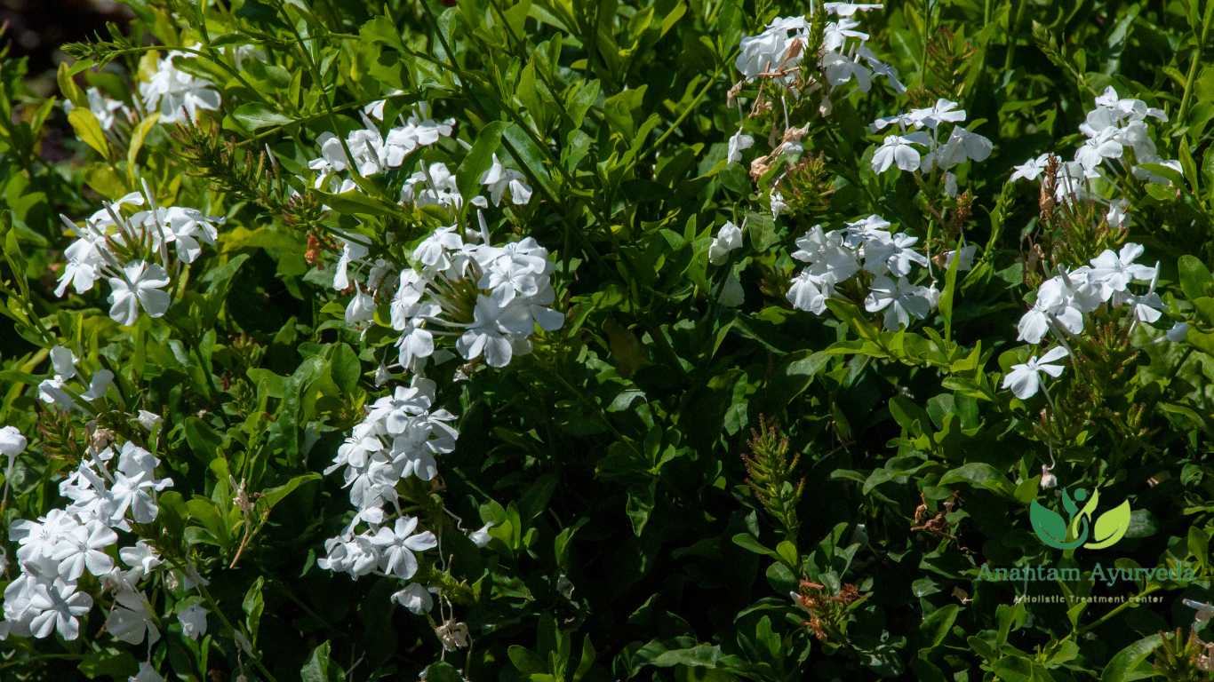 Chitrak (Plumbago zeylanica)