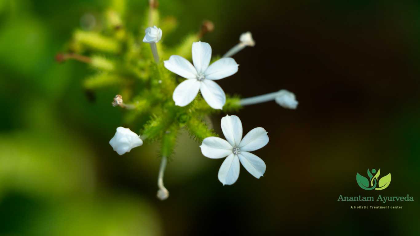 Chitrak (Plumbago zeylanica)