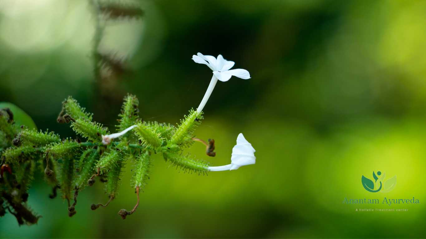 Chitrak (Plumbago zeylanica)