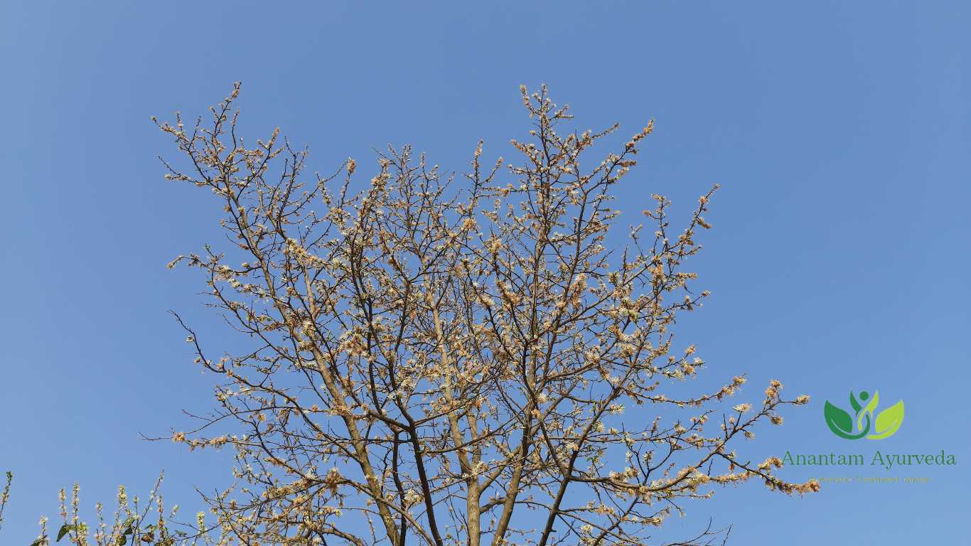 Ankol (Alangium salvifolium)