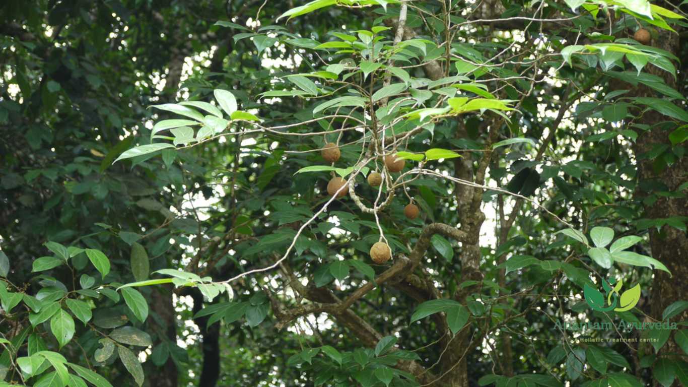 Hydnocarpus Laurifolia