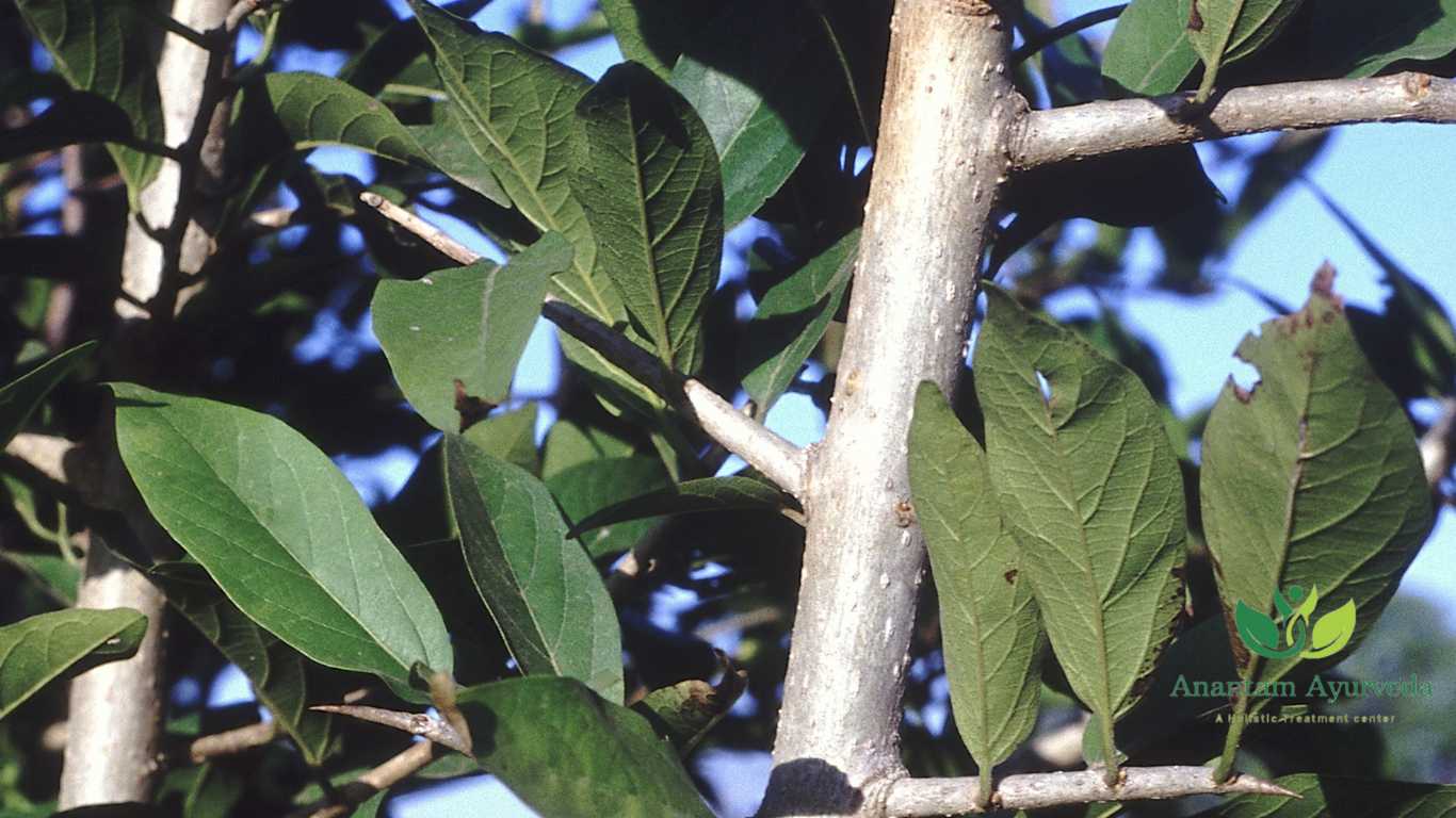 Ankol (Alangium salvifolium)
