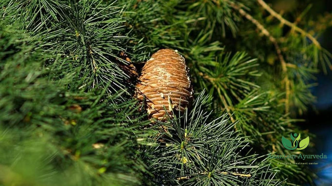 Cedrus Deodara