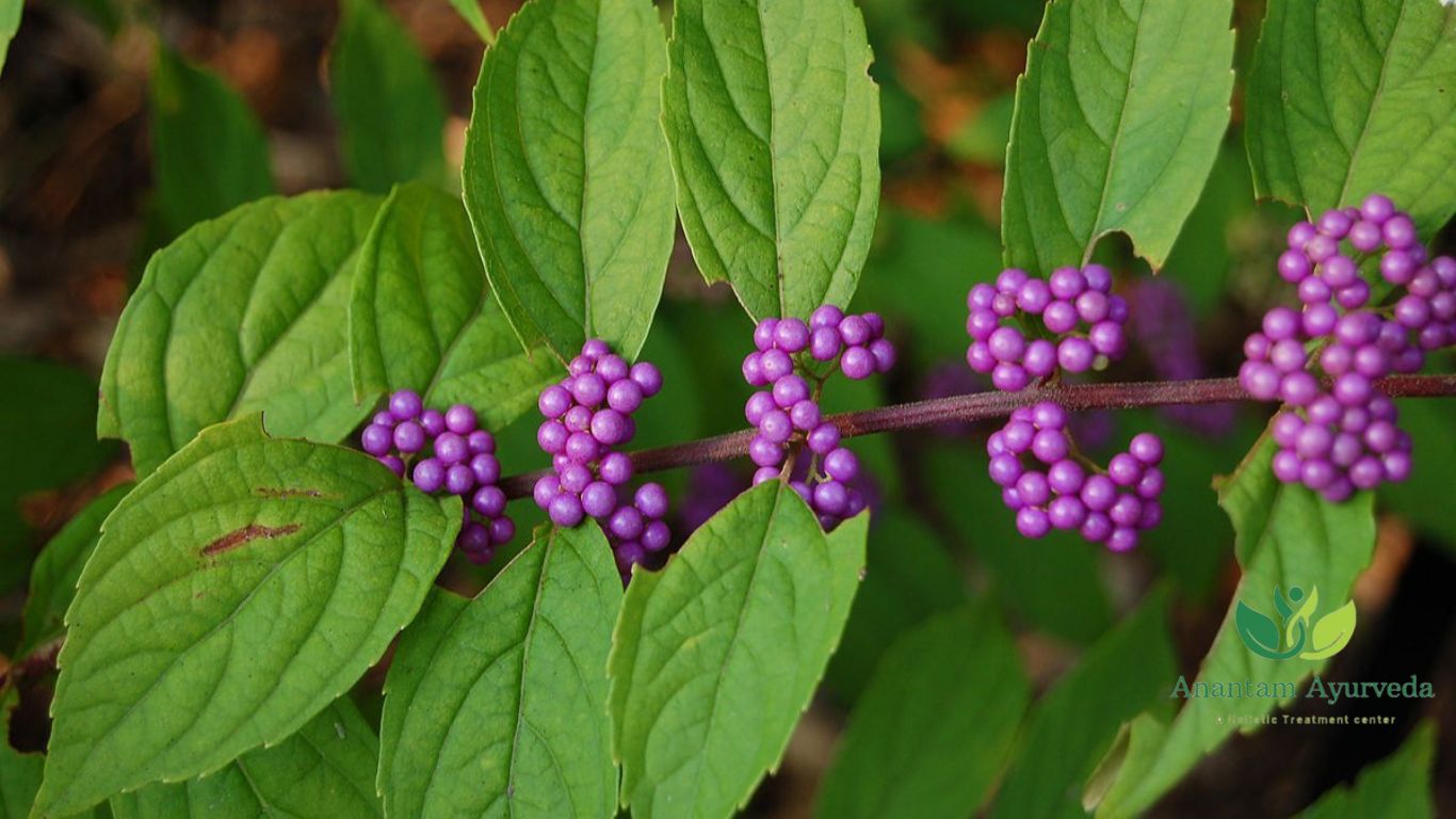 Priyangu (Callicarpa macrophylla)